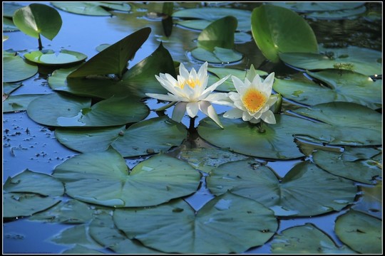 蓮花