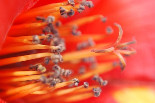 木棉花