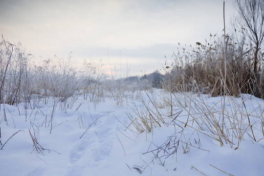 冬雪