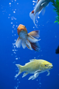 魚