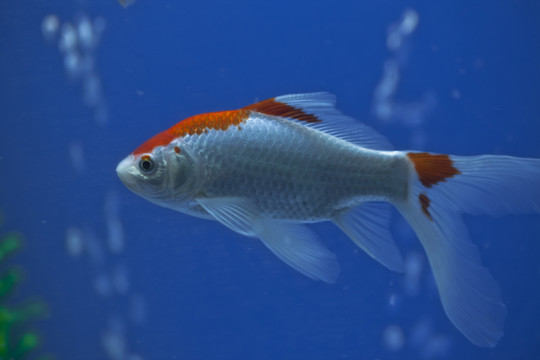 魚