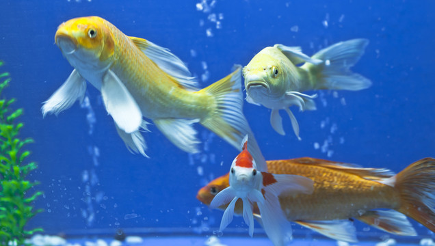 熱帶魚