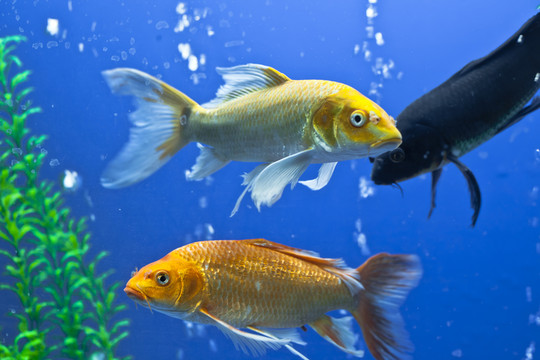 熱帶魚
