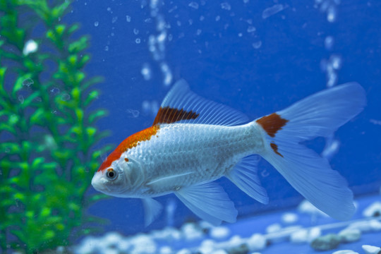 熱帶魚