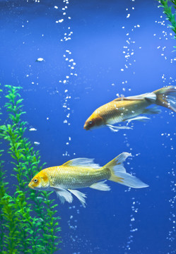 熱帶魚(yú)