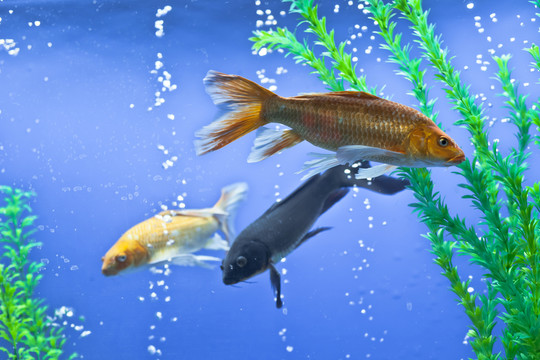 觀賞魚