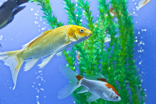 魚