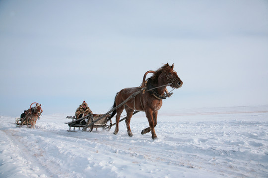 乘坐馬拉爬犁 雪橇