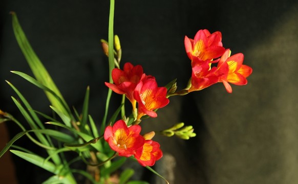 小蒼蘭