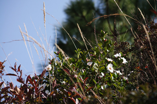 野草