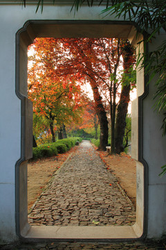 紅楓