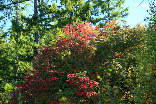 樹(shù)林紅葉