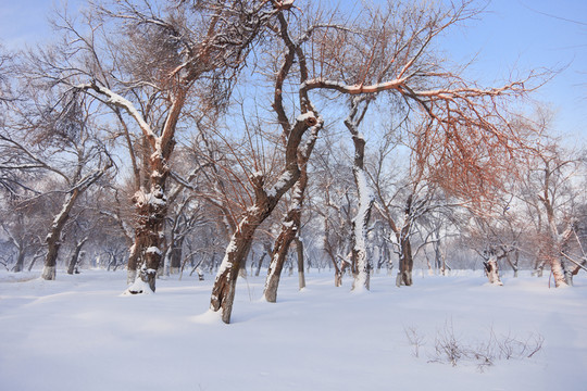 樹林