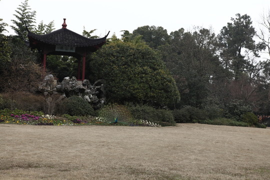 草地孔雀