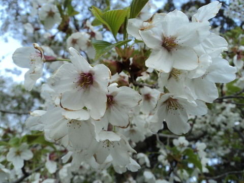櫻花