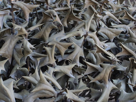 落葉