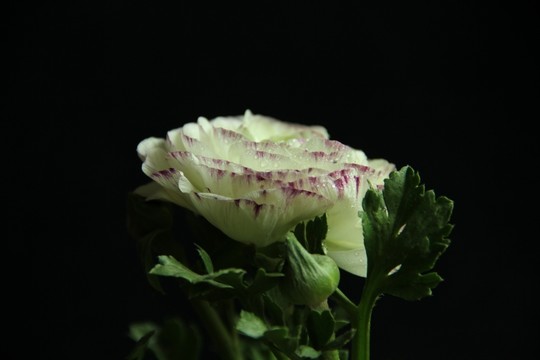 芹葉牡丹 花卉