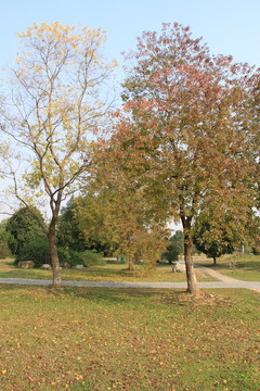 公園景色