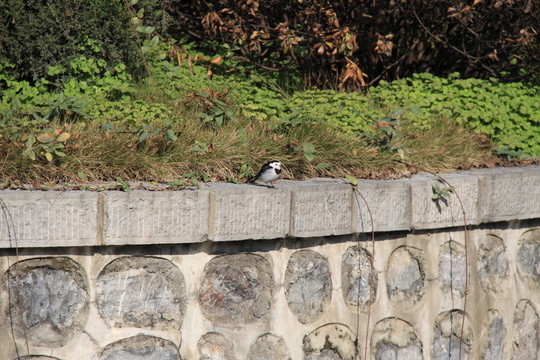 公園景色
