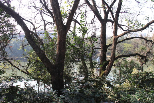 樹木