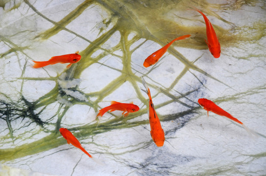 紅鯉魚