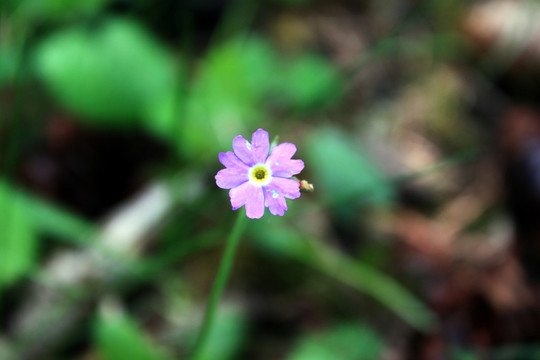 小花