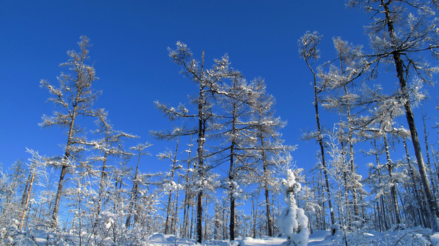 大興安嶺 雪林