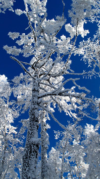 大興安嶺 雪林