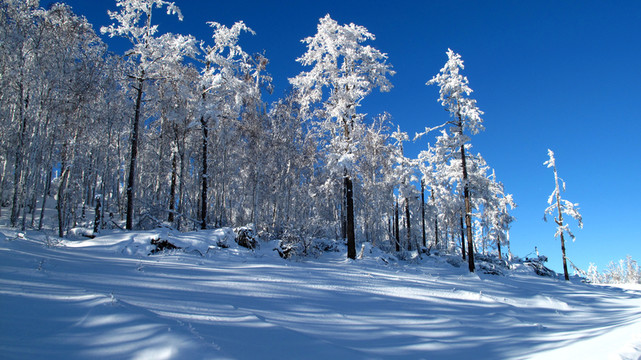 大興安嶺 雪林