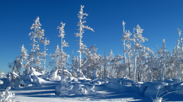 大興安嶺 雪林