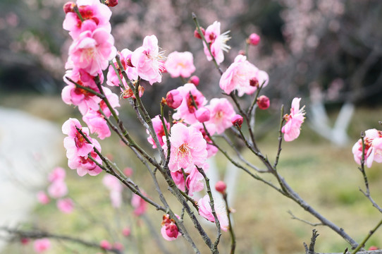 梅花