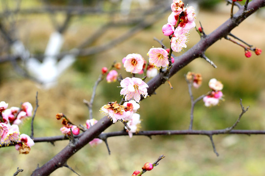 梅花
