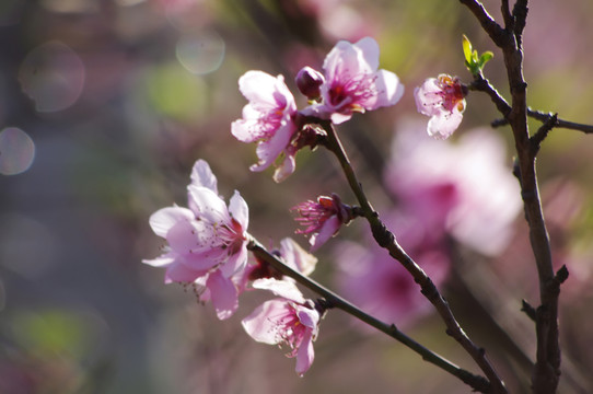 桃花