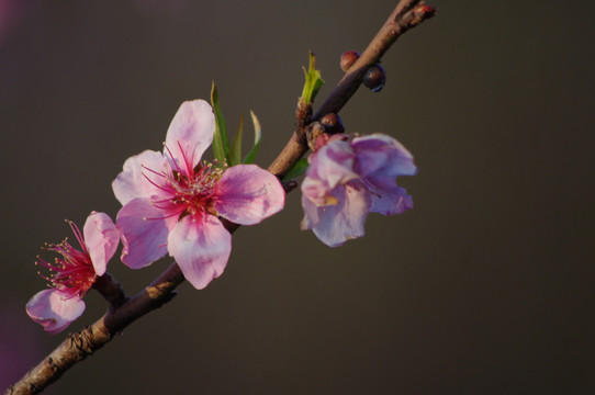 桃花三月