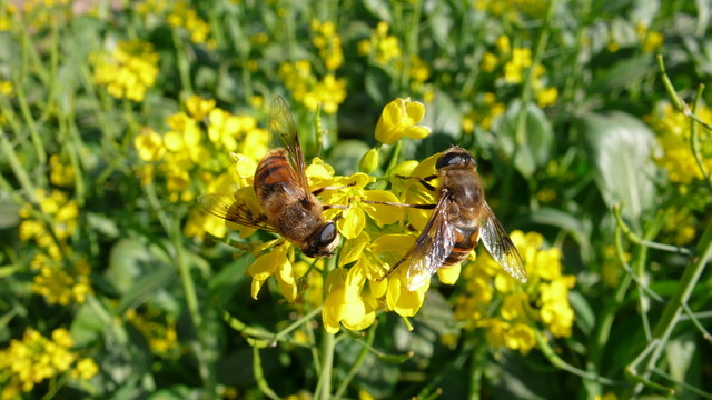 兩只小蜜蜂