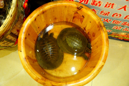 野生甲魚