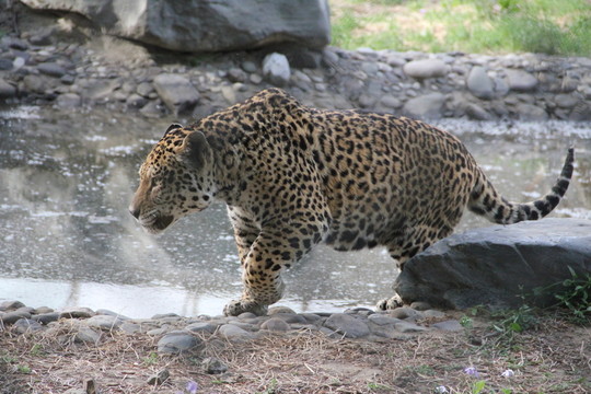 豹子   動物