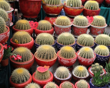 仙人球  花卉