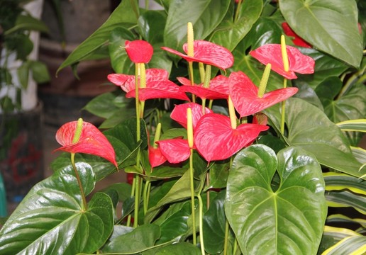 火鶴花卉