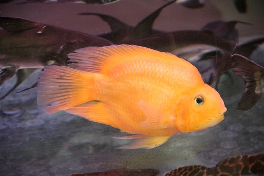 觀賞魚