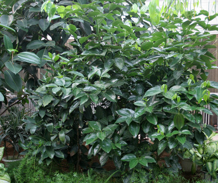 元寶樹(shù)