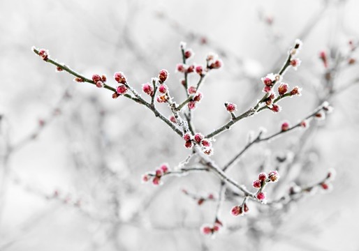 梅花
