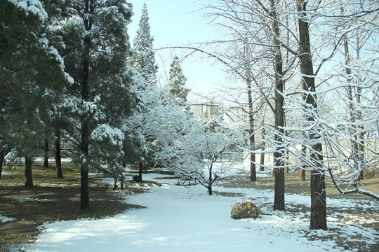 雪景樹(shù)林