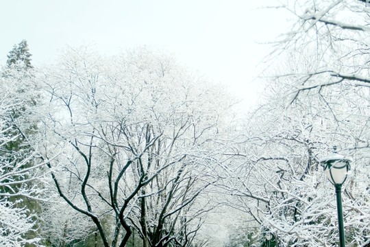 雪景樹林