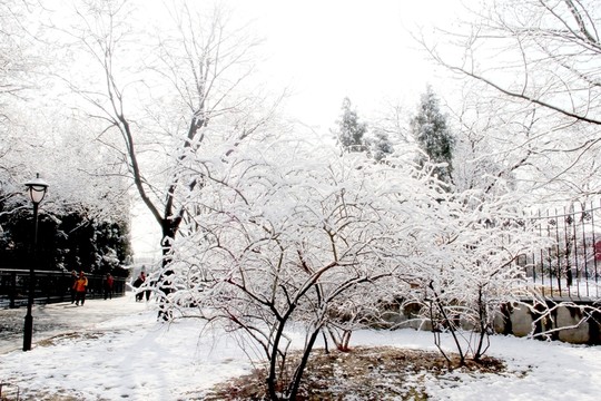雪景樹(shù)林
