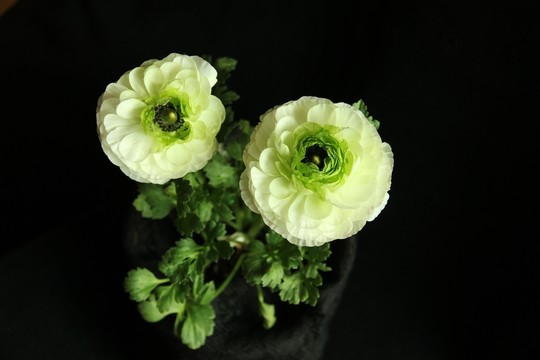 芹葉牡丹花卉
