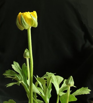 芹葉牡丹