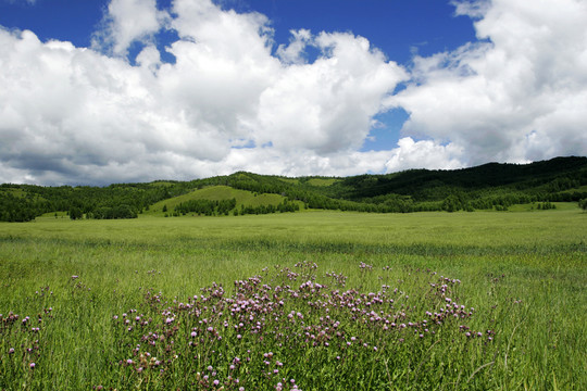 呼倫貝爾 原野