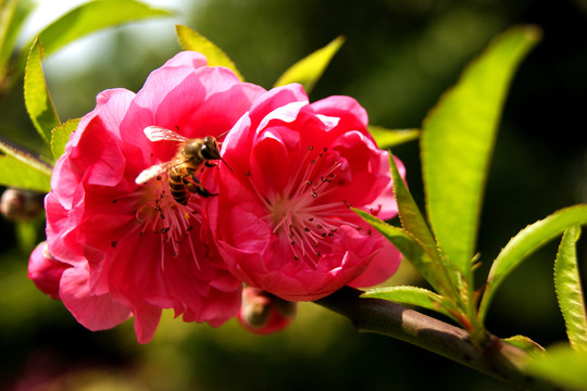 春來(lái)桃花艷