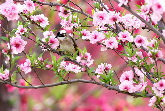 桃花鳥（非高清）